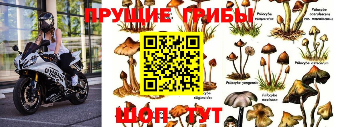 Псилоцибиновые грибы Cubensis  Вход с VPN  Прохладный 